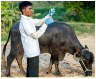 Around 24 crore cattle, buffaloes covered under foot & mouth disease vaccination drive