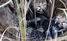 Namibian cheetah Jwala gives birth to three cubs