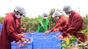 India sent the first consignment of Sangola pomegranate to America via sea