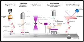 Single molecule force spectroscopy unravels the complex dynamics of HSP70-induced protein conformation