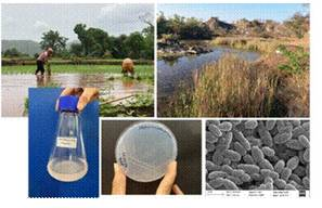 Indian scientists discover natural methane mitigating agents from paddy fields and wetlands