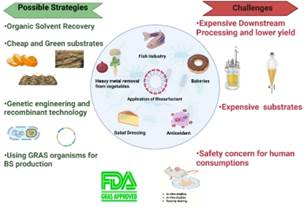 Indian researchers critically analyse the application of organic surface biosurfactants in food industries