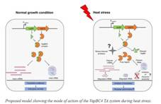 Indian scientists discover survival strategies on how microbes adapt to harsh conditions on Earth