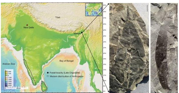 Coal Mine in Assam Unlocked a 24-Million-Year-Old Puzzle