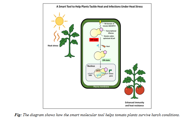 Indian Scientists Create Tiny Guardian for Crops Against Heat & Disease