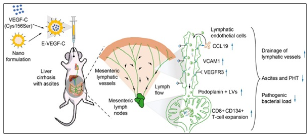 Scientists Discover Revolutionary Therapy to Reverse Liver Cirrhosis