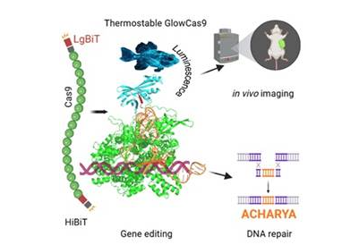 Scientists Cast New Light on the Future of Gene Editing Technologies