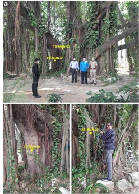 Scientists Confirm 700-Year-Old Munger Banyan as Oldest Scientifically Dated